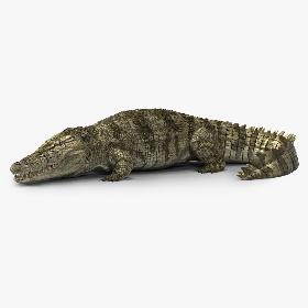 Crocodile Rigged 3D